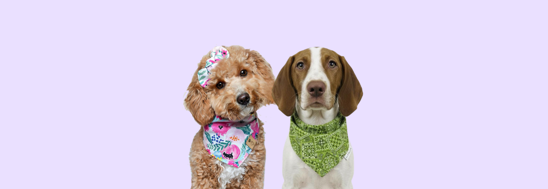 Dog wearing stylish and comfy handmade bandana â perfect for daily wear