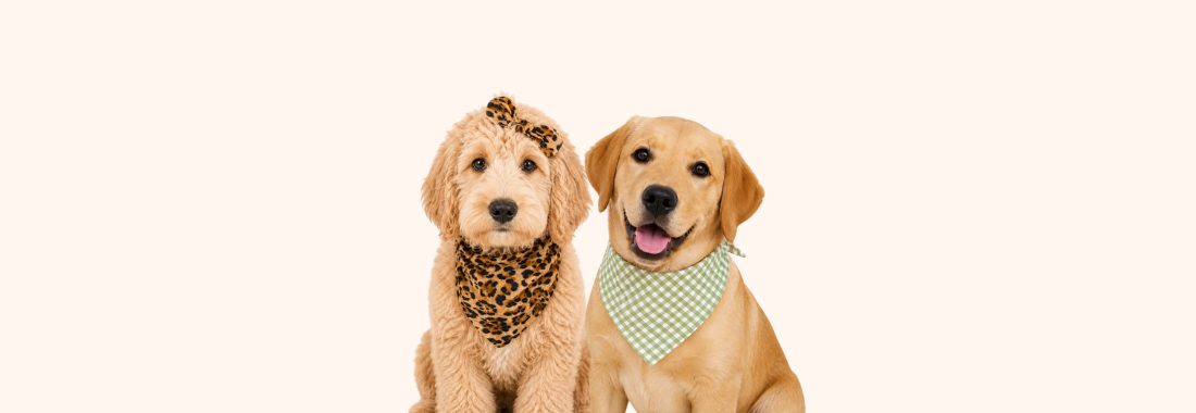 Dog wearing stylish and comfy handmade bandana â perfect for daily wear