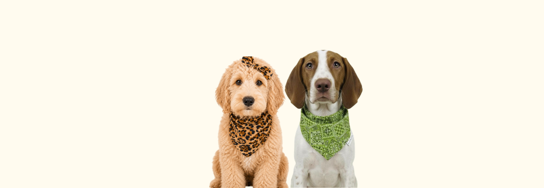 Dog wearing stylish and comfy handmade bandana – perfect for daily wear