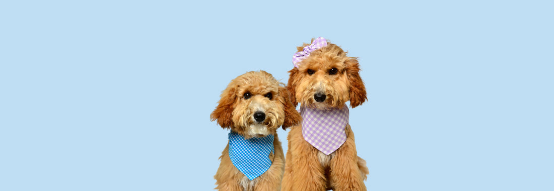 Stylish dog bandana in plaid pattern for everyday wear