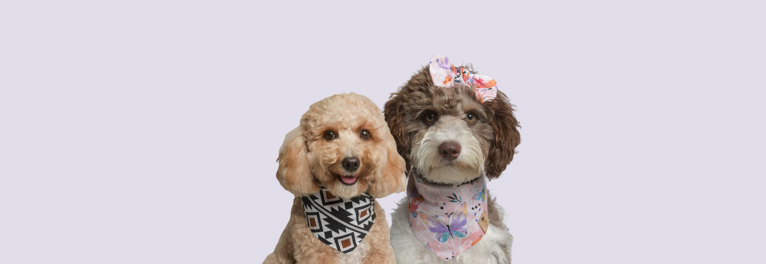 Dog wearing stylish and comfy handmade bandana – perfect for daily wear