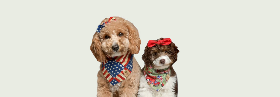 Dog wearing American flag patriotic bandana – 4th of July pet gear