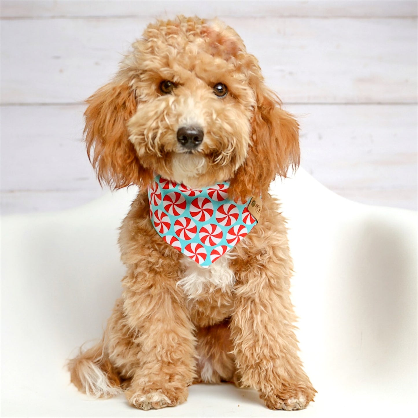 Peppermint Teal Dog Bandana