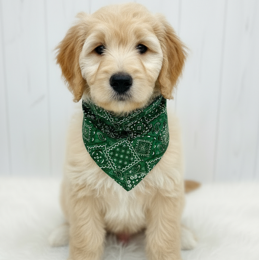 Classic Paisley Dog Bandana – Green