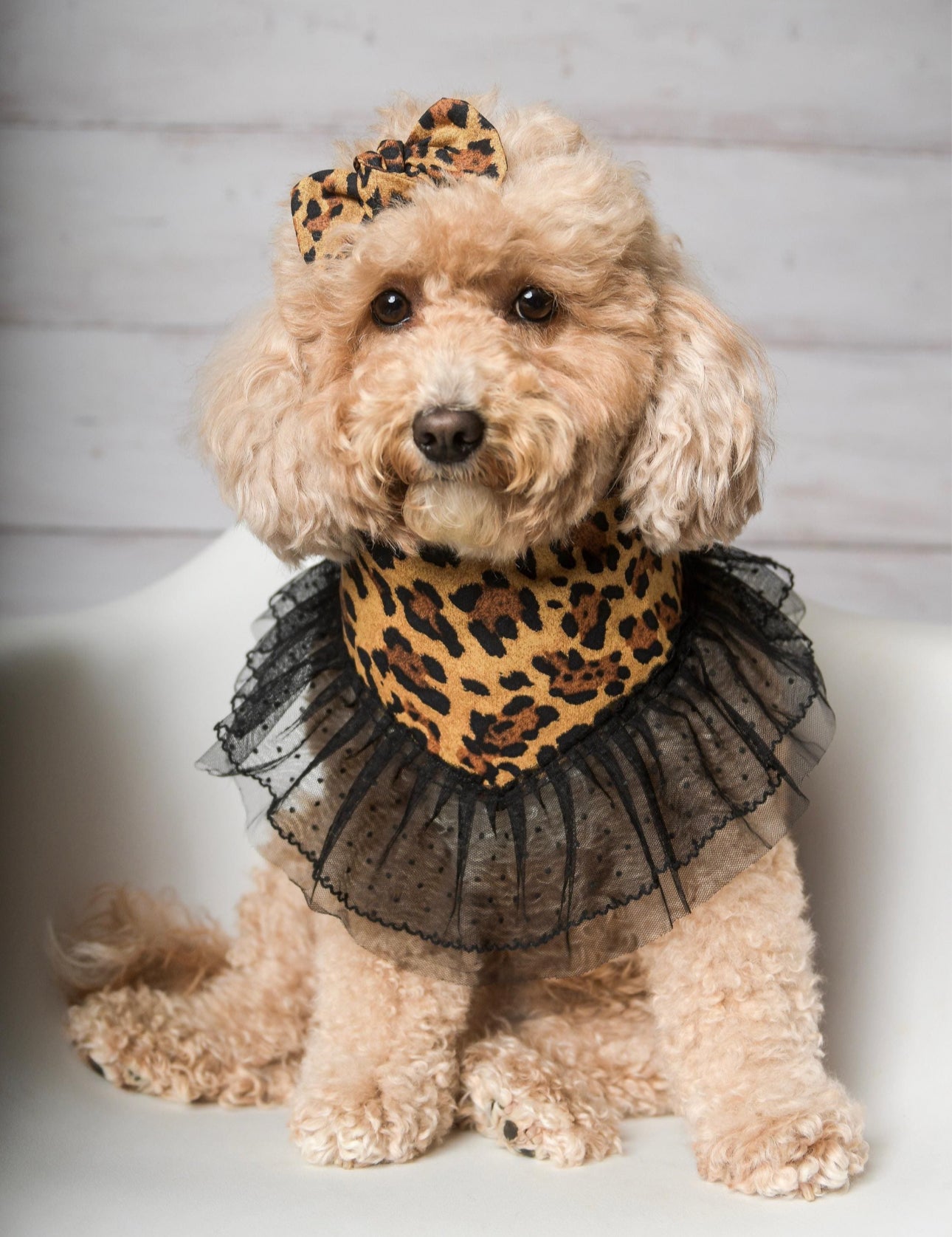 Dog wearing leopard print ruffle dog bandana – fashionable handmade pet accessory