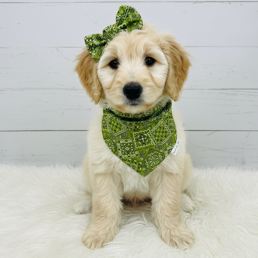Classic Paisley Dog Bandana – Lime