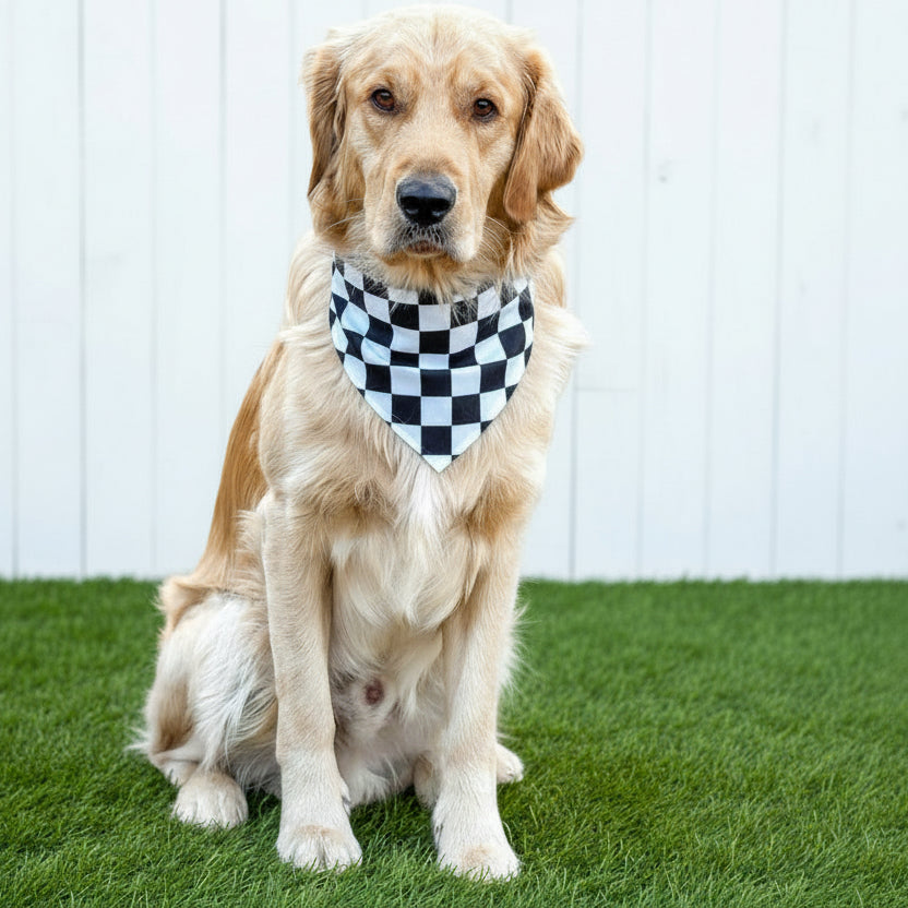 Dog wearing a checkered bandana sitting on a white wooden floor.