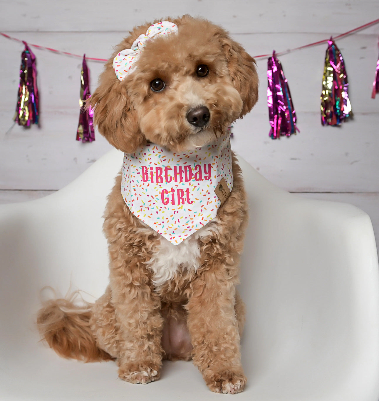 Birthday girl shop bandana dog