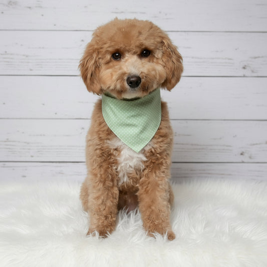 Sage Dot Dog Bandana