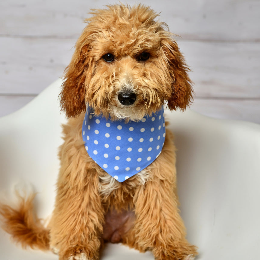 Blue Dot Dog Bandana