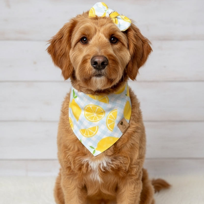 Lemon Gingham Dog Bandana