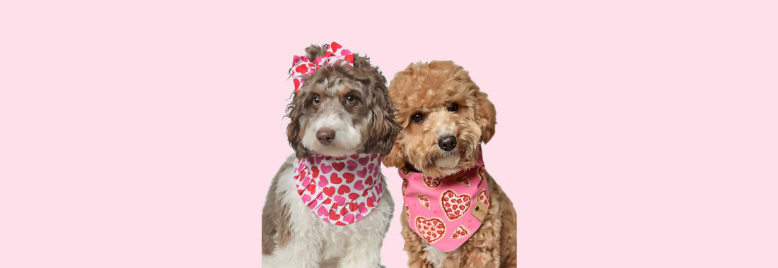 Dog modeling love-themed bandana for Valentine’s Day celebration