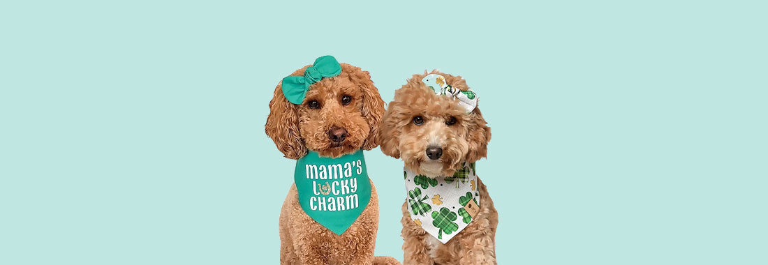 Cute dog dressed for St. Patrick’s Day with themed bandana
