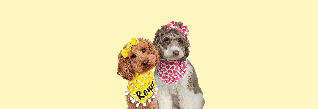 Adorable dog wearing ruffle and pom pom bandana – playful accessory for stylish pets