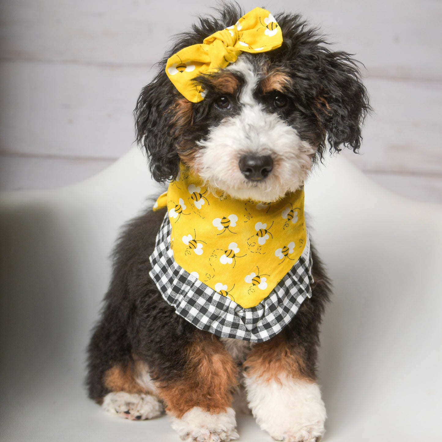 Small dog wearing yellow gingham ruffle dog bandana with bee print, sitting indoors