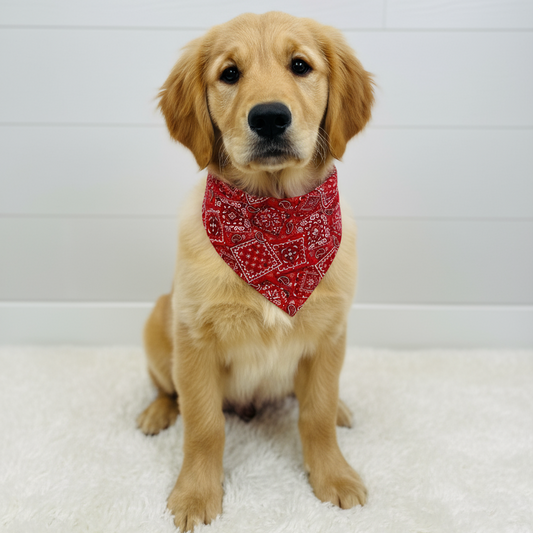 Classic Paisley Dog Bandana – Red