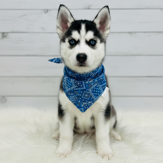 Classic Paisley Dog Bandana – Royal Blue