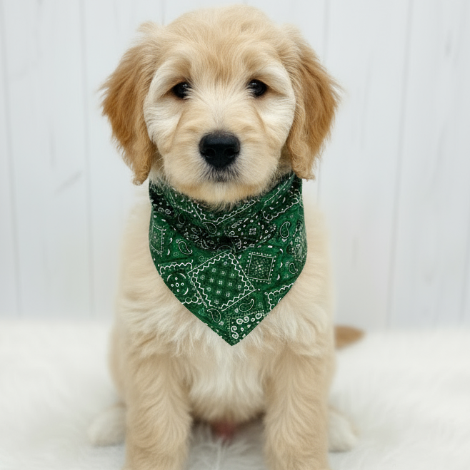 Classic Paisley Dog Bandana – Green