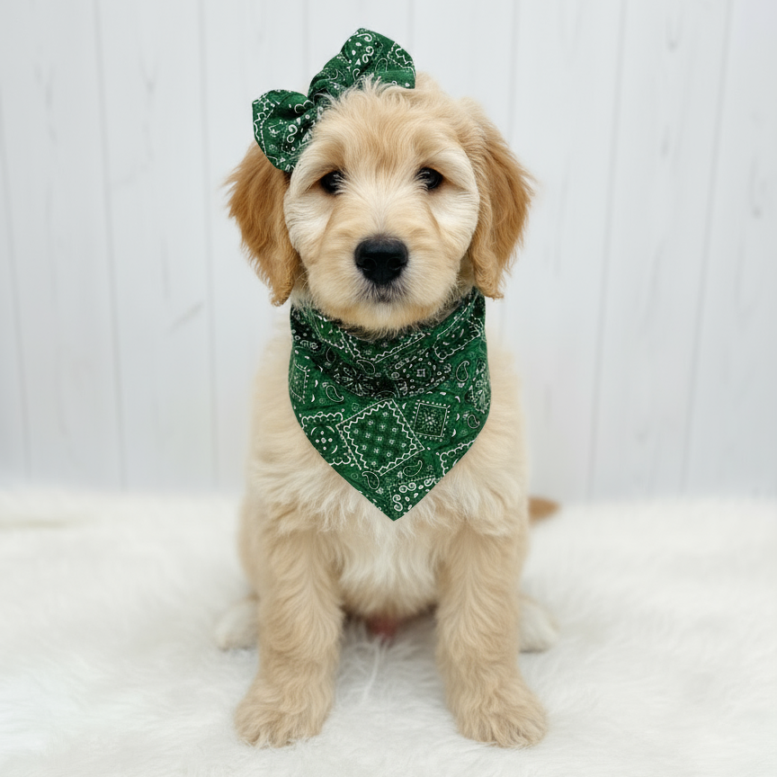 Classic Paisley Dog Bandana – Green