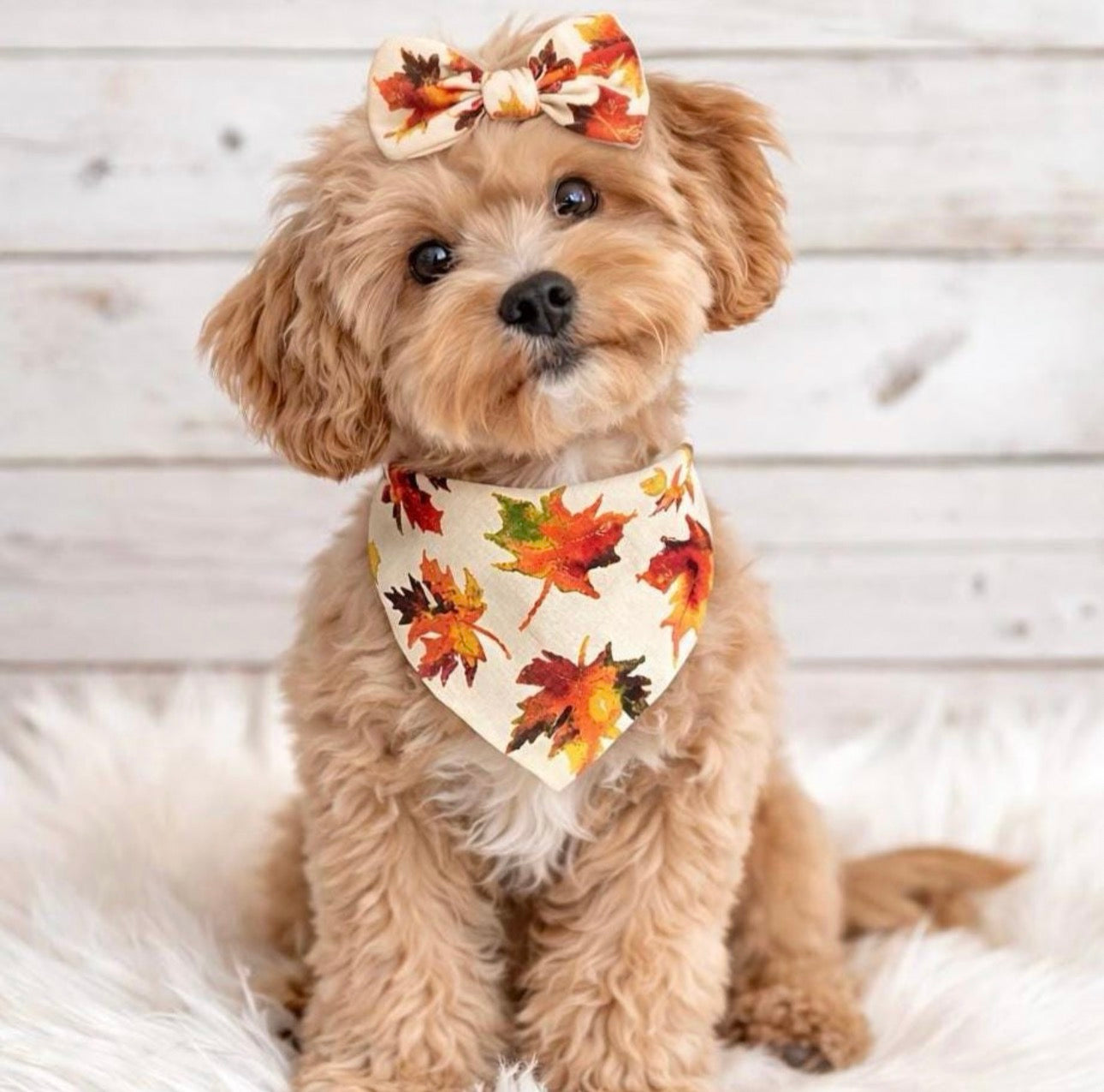 Autumn Dog Bandana