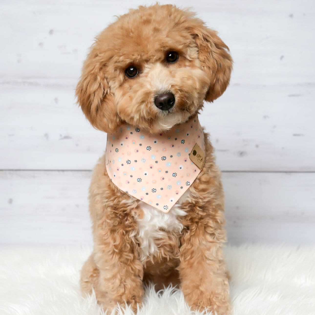 Peachy Paws Dog Bandana
