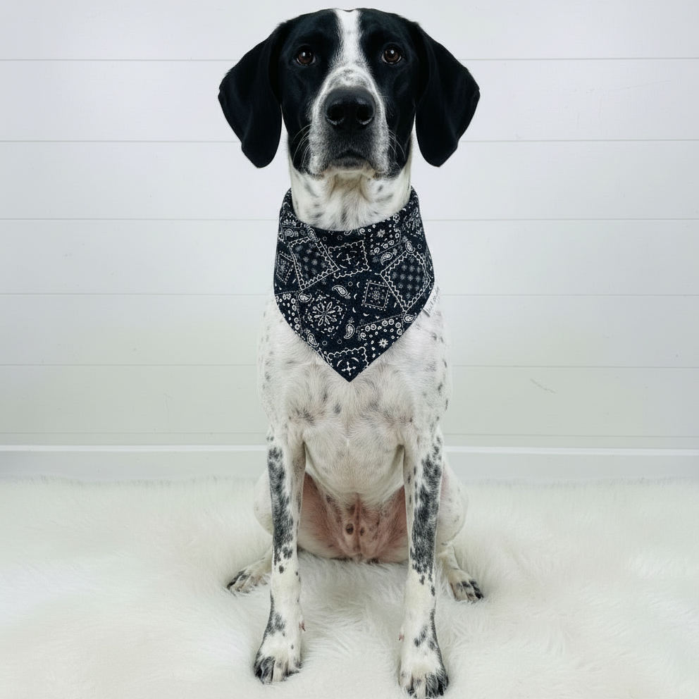 Classic Paisley Dog Bandana – Black
