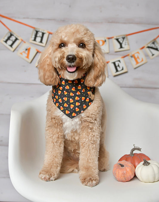 Halloween Candy Corn Dog Bandana
