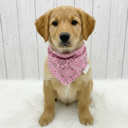 Classic Paisley Dog Bandana – Pink