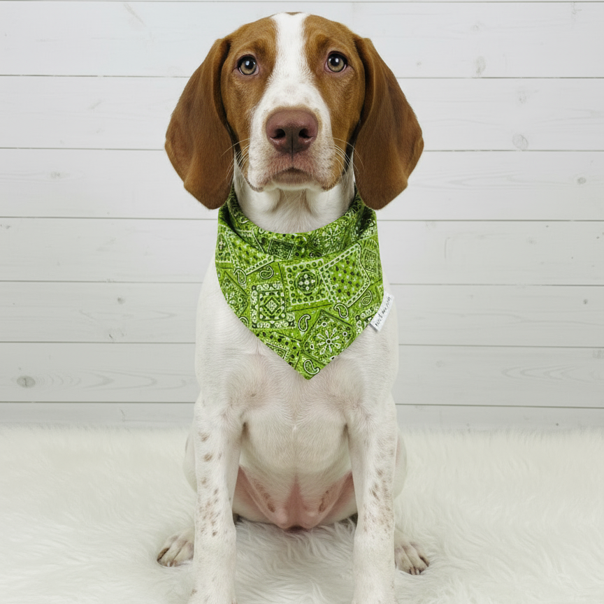 Classic Paisley Dog Bandana – Lime