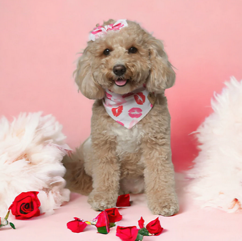 Kisses Valentine Hearts Dog Bandana