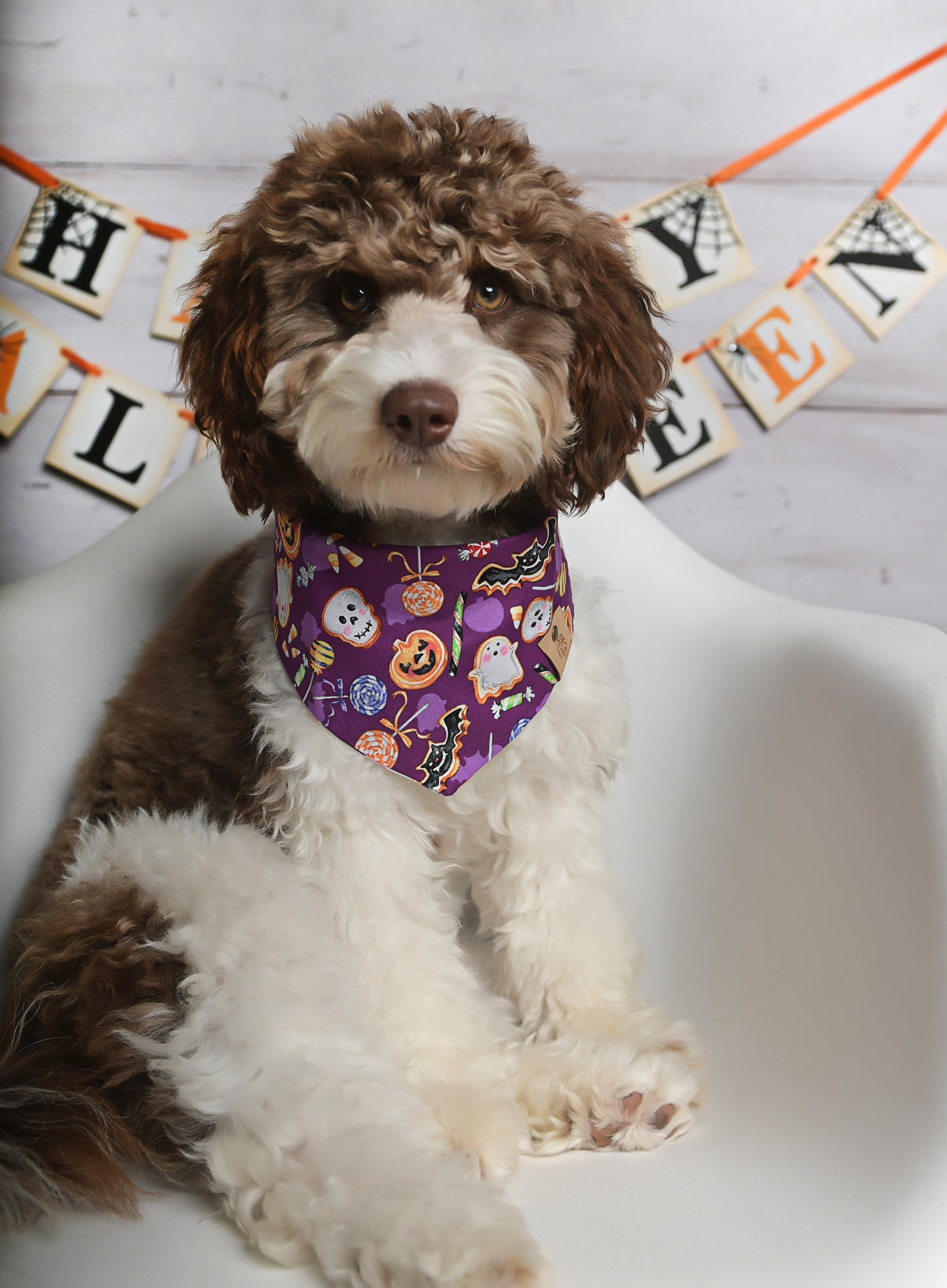 Haloween Cookie Treat Dog Bandana