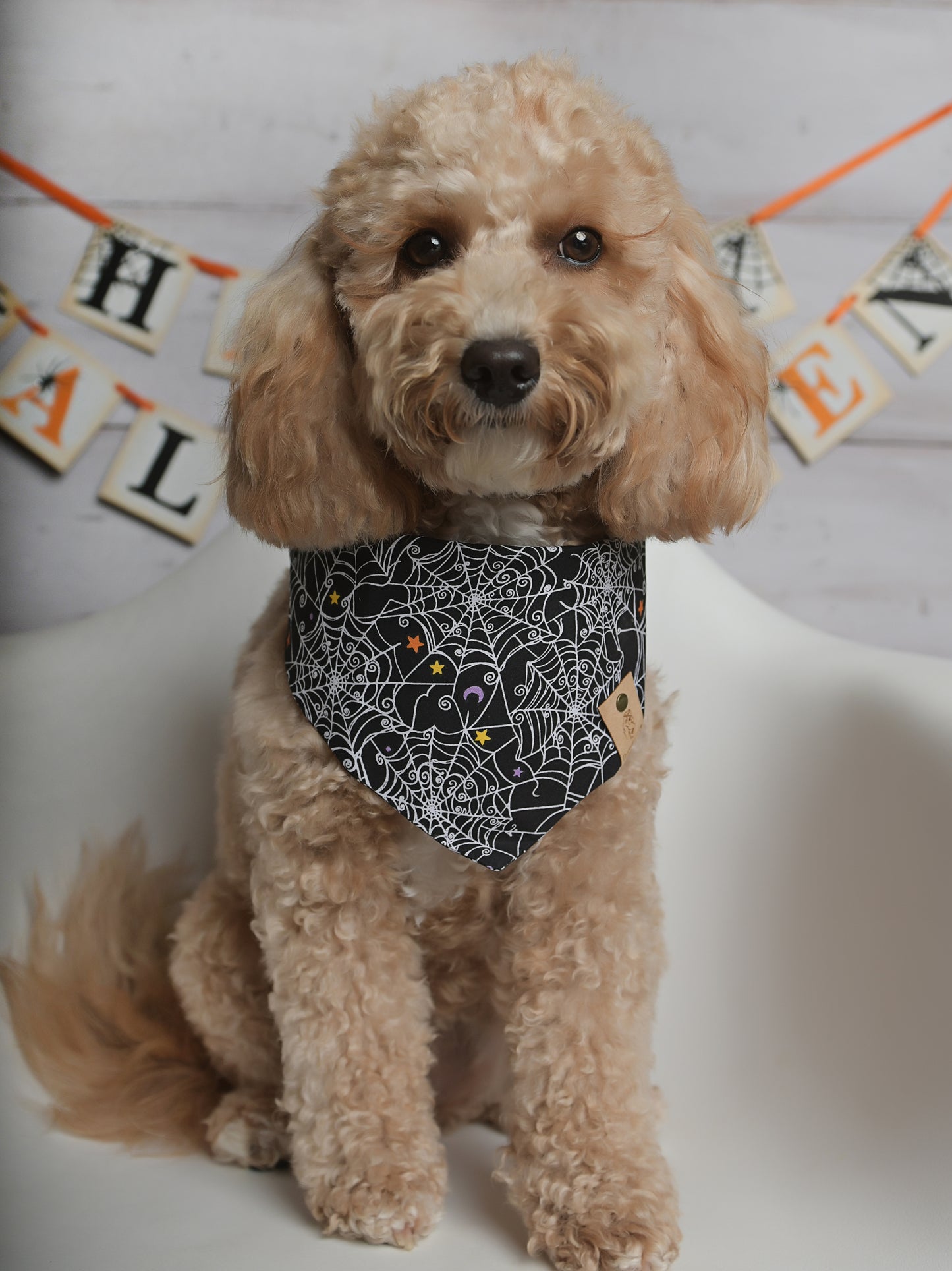 Spiderweb Halloween Dog Bandana