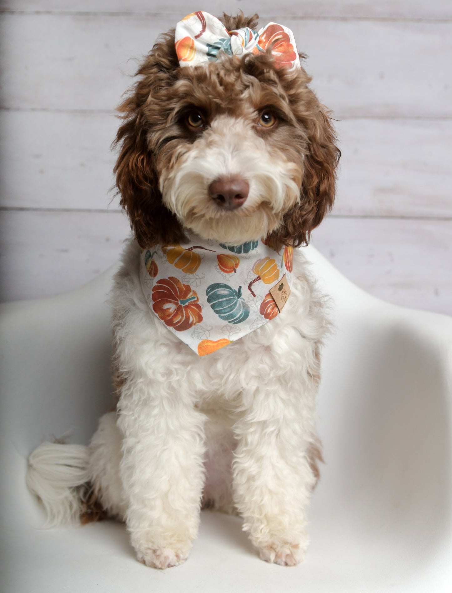 Pumpkin Harvest Dog Bandana