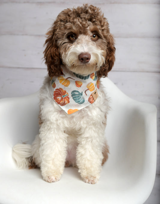 Pumpkin Harvest Dog Bandana