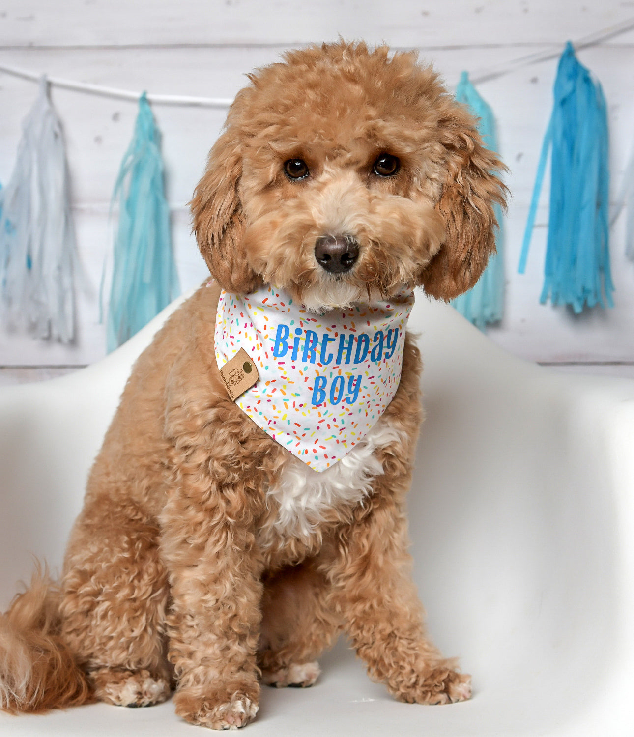 Birthday Dog Bandana - Boy