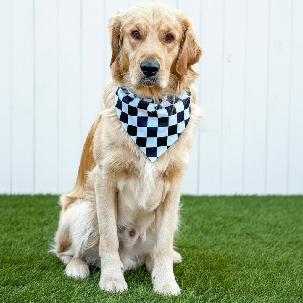 Dog wearing a checkered bandana sitting on a white wooden floor.