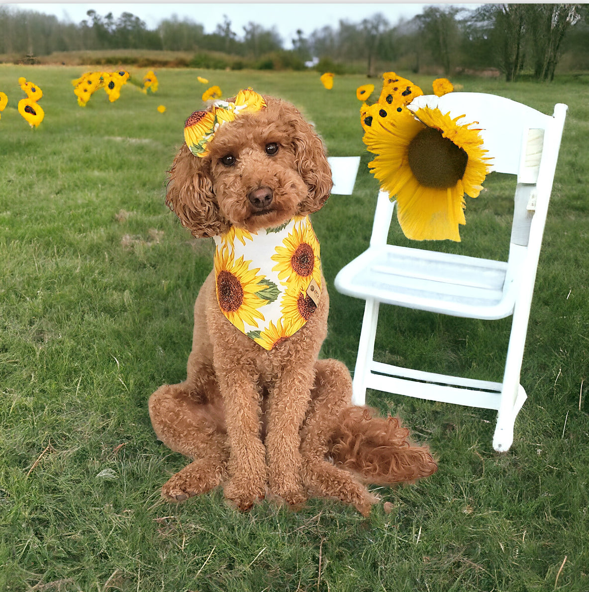 Sunflower Dog Bandana