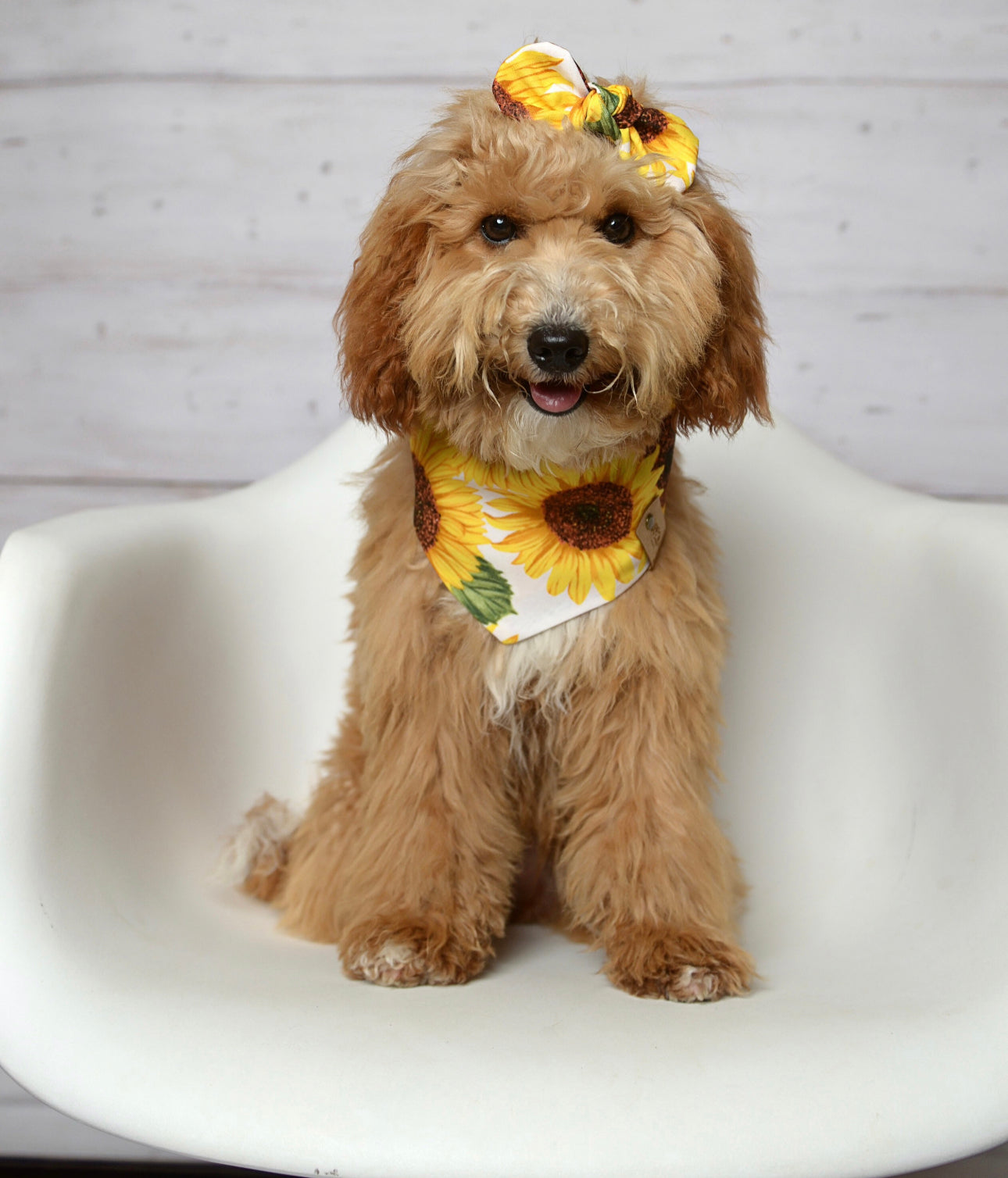 Sunflower Dog Bandana