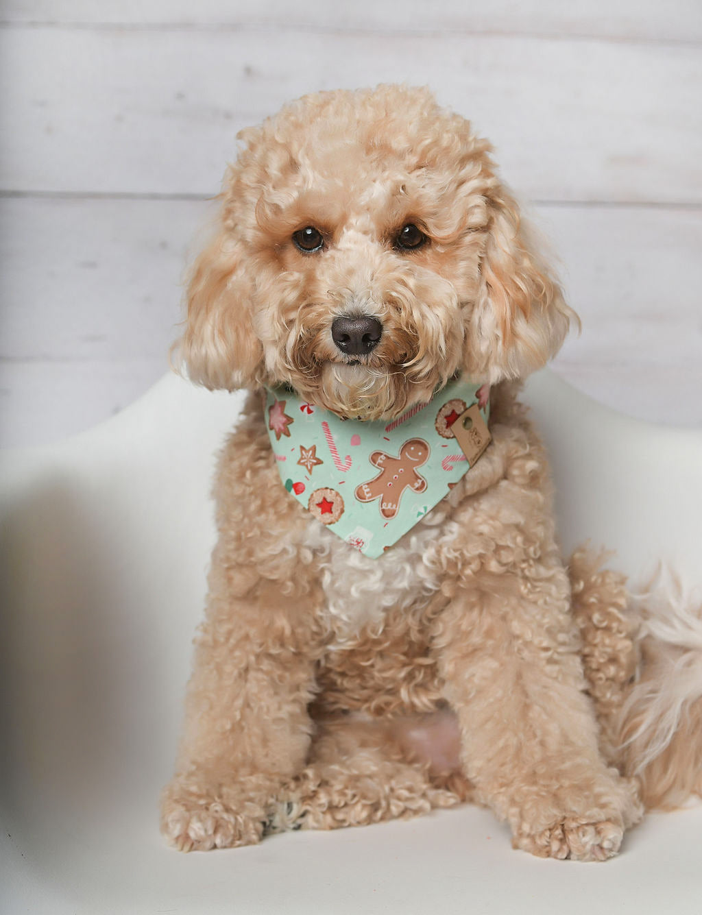 Gingerbread Mint Dog Bandana