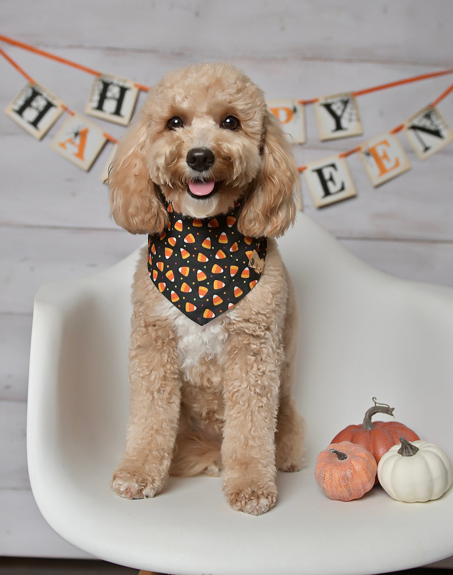 Halloween Candy Corn Dog Bandana