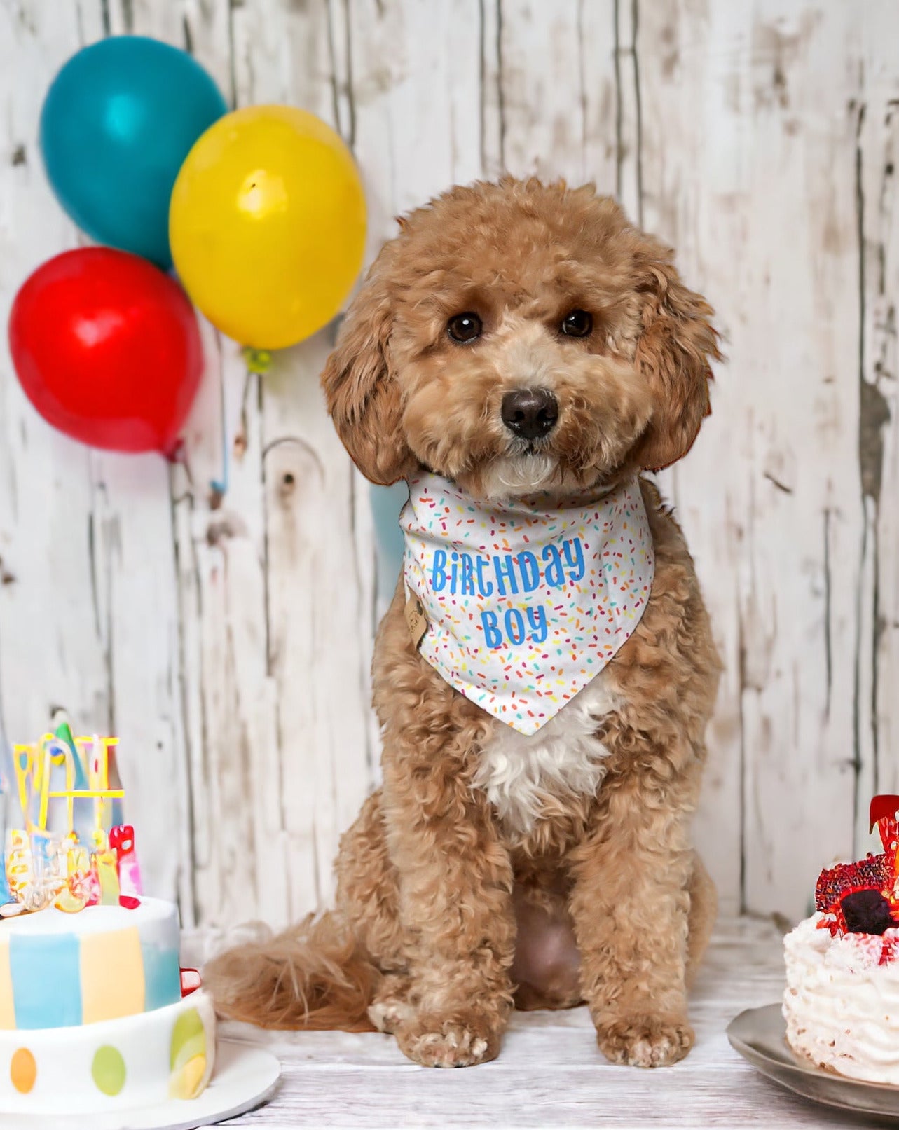 Birthday Dog Bandana - Boy