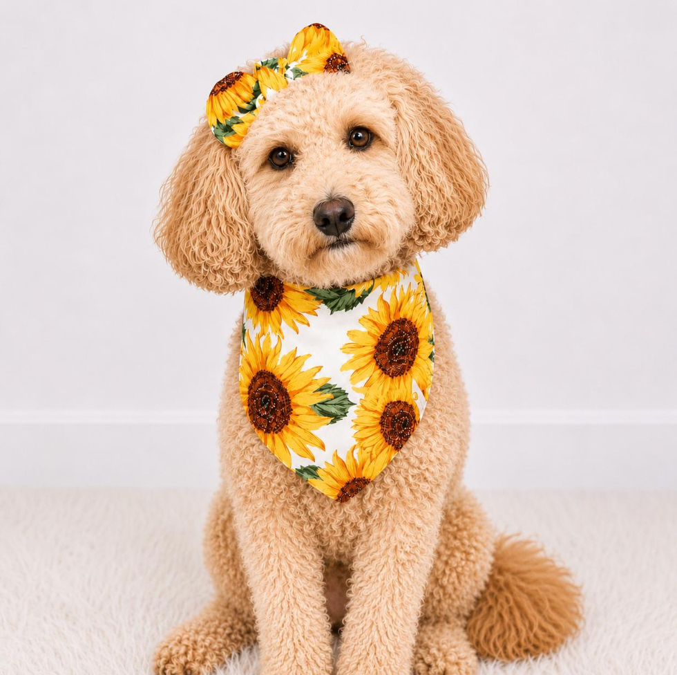 Sunflower Dog Bandana