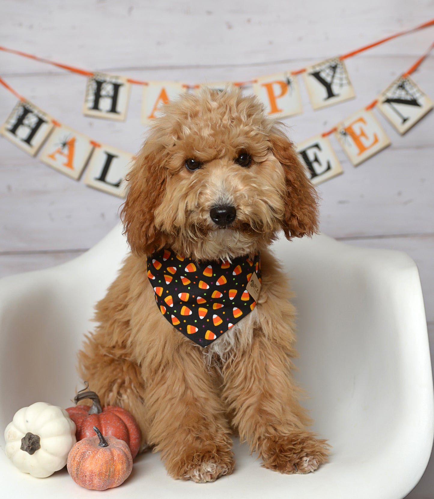 Halloween Candy Corn Dog Bandana