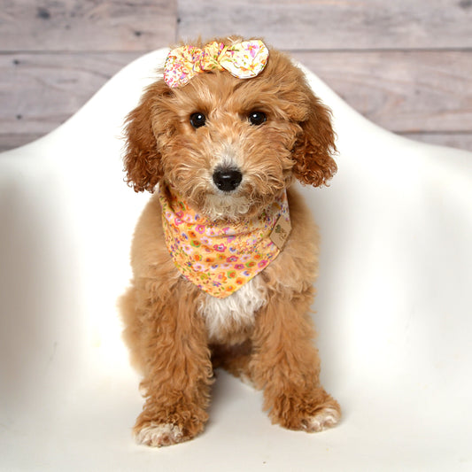 Fiji Dog Bandana