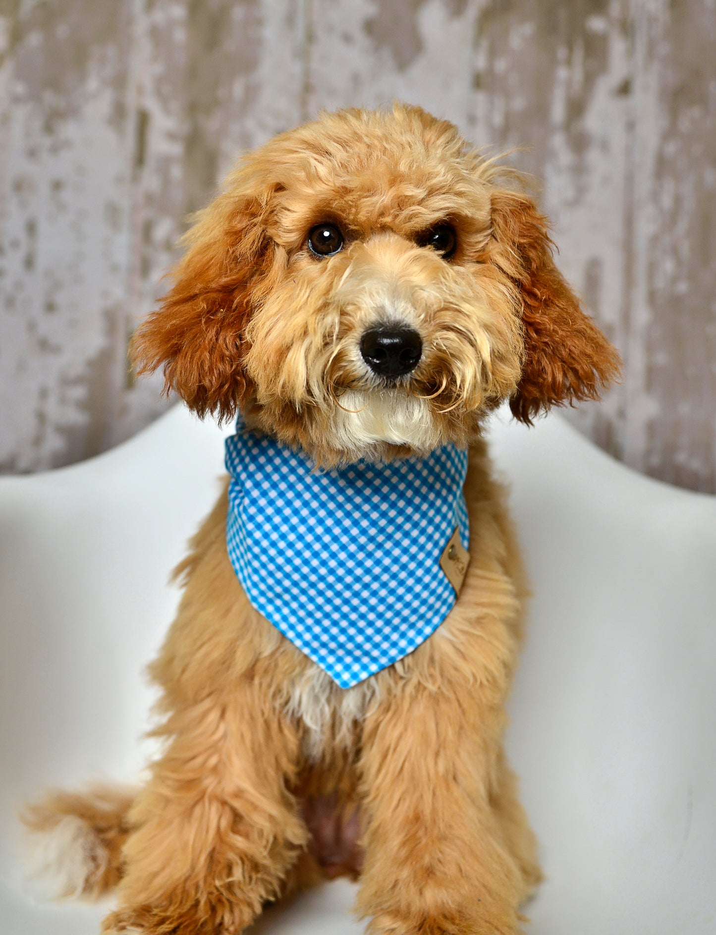 Blue Gingham Dog Bandana