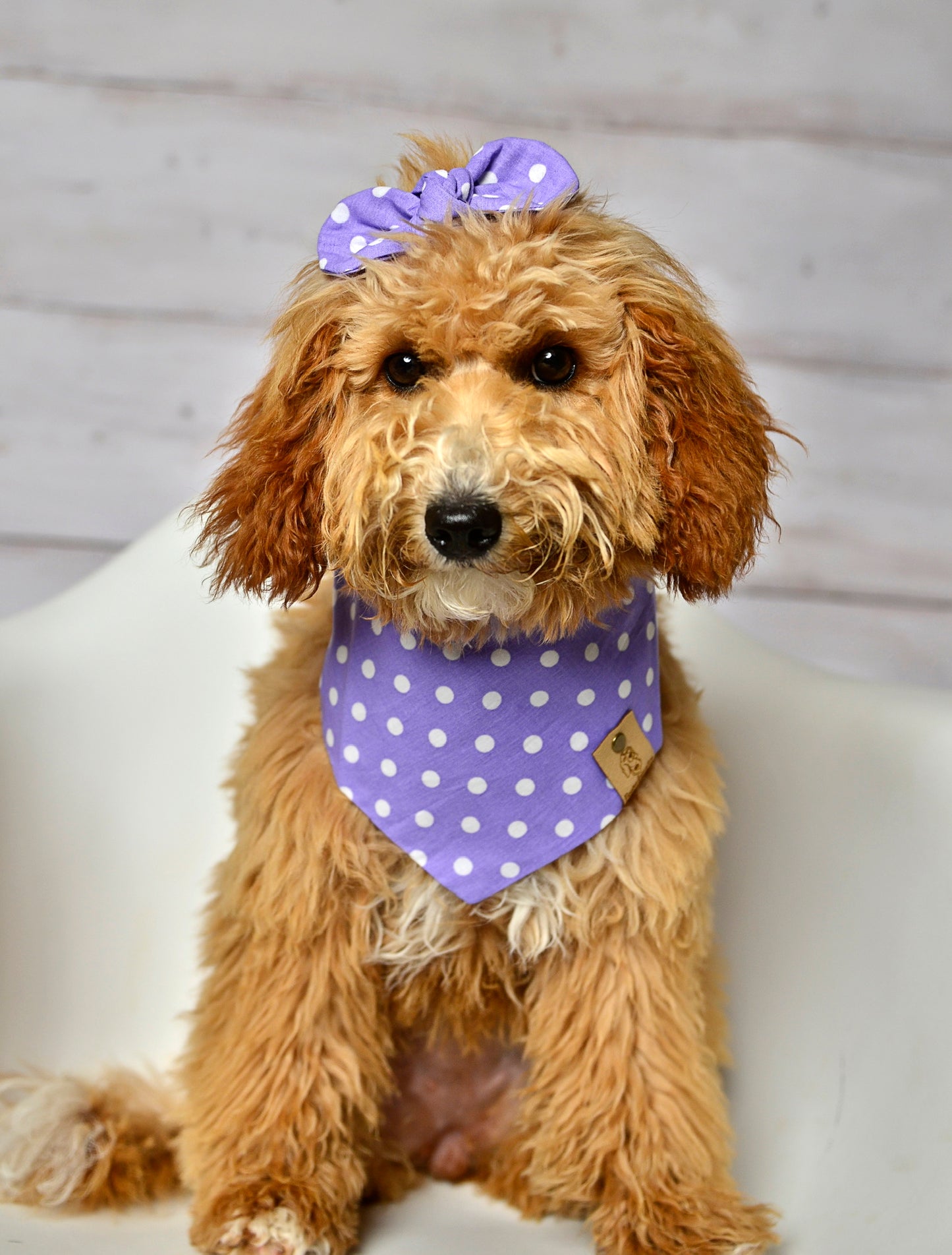 Lavender Dot Dog Bandana