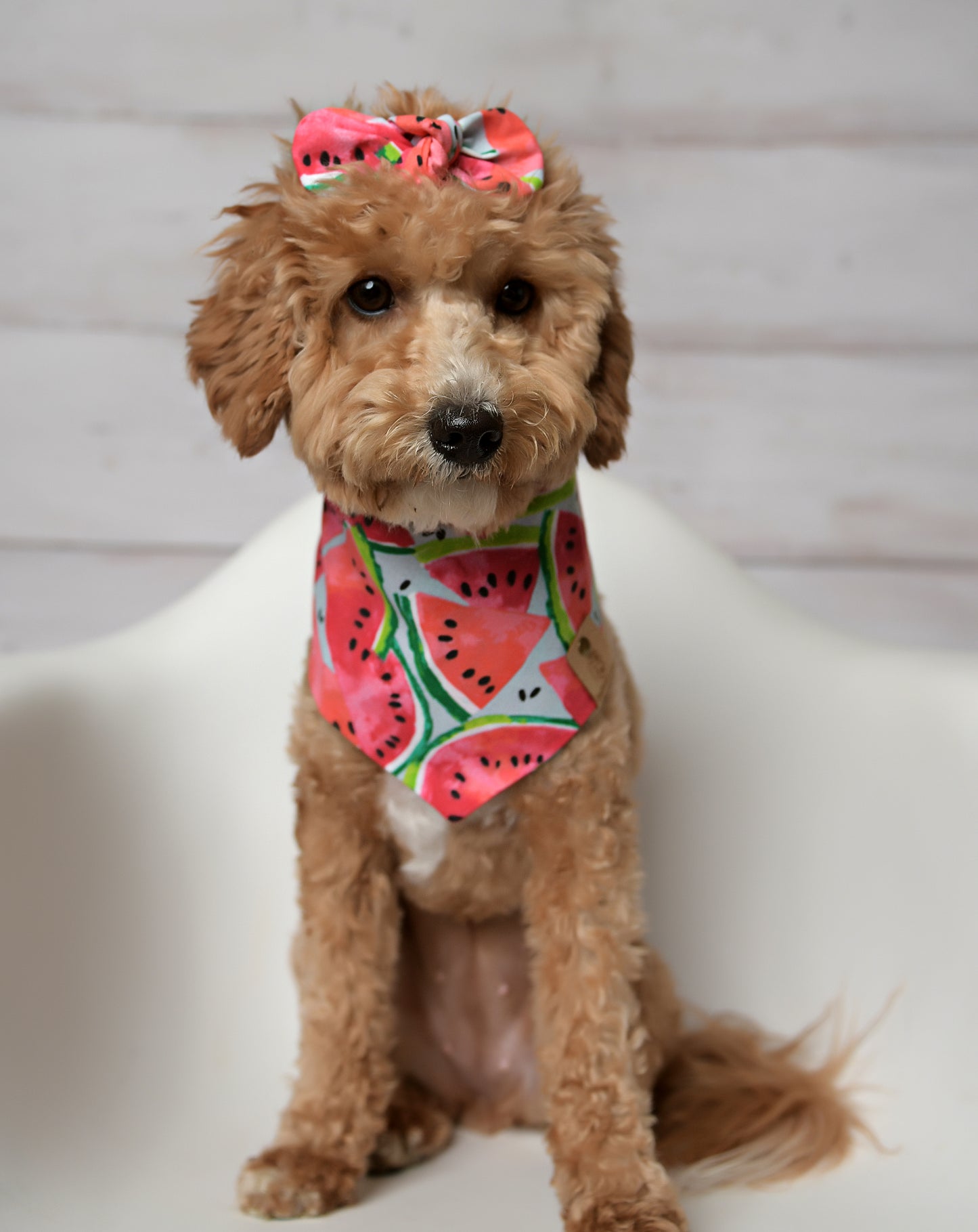 Watermelon Dog Bandana