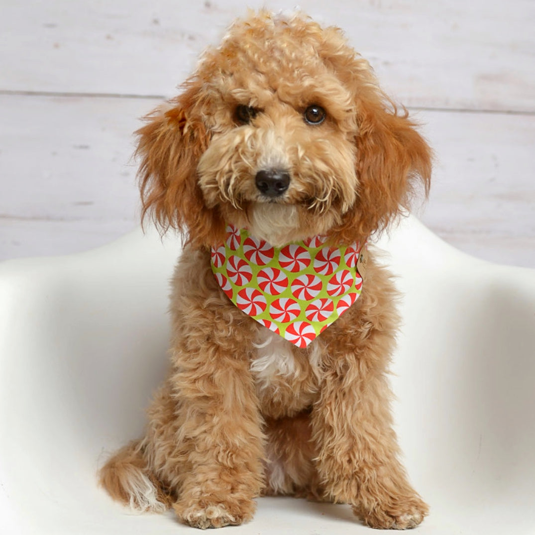 Peppermint Green Dog Bandana