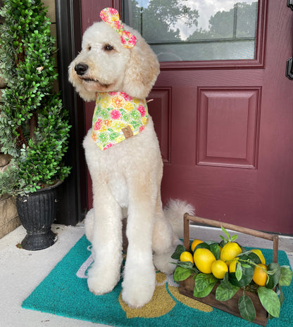 Citrus Dog Bandana