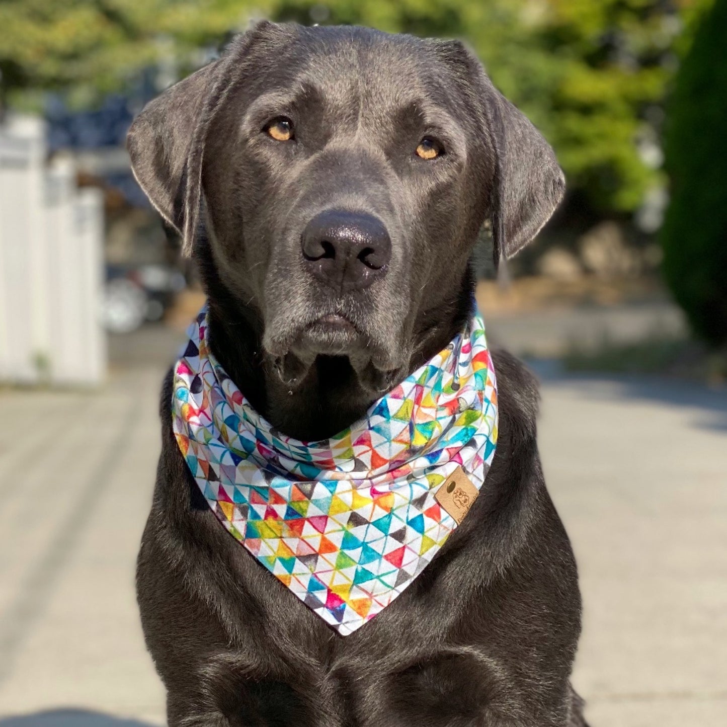 Kool Triangles Dog Bandana